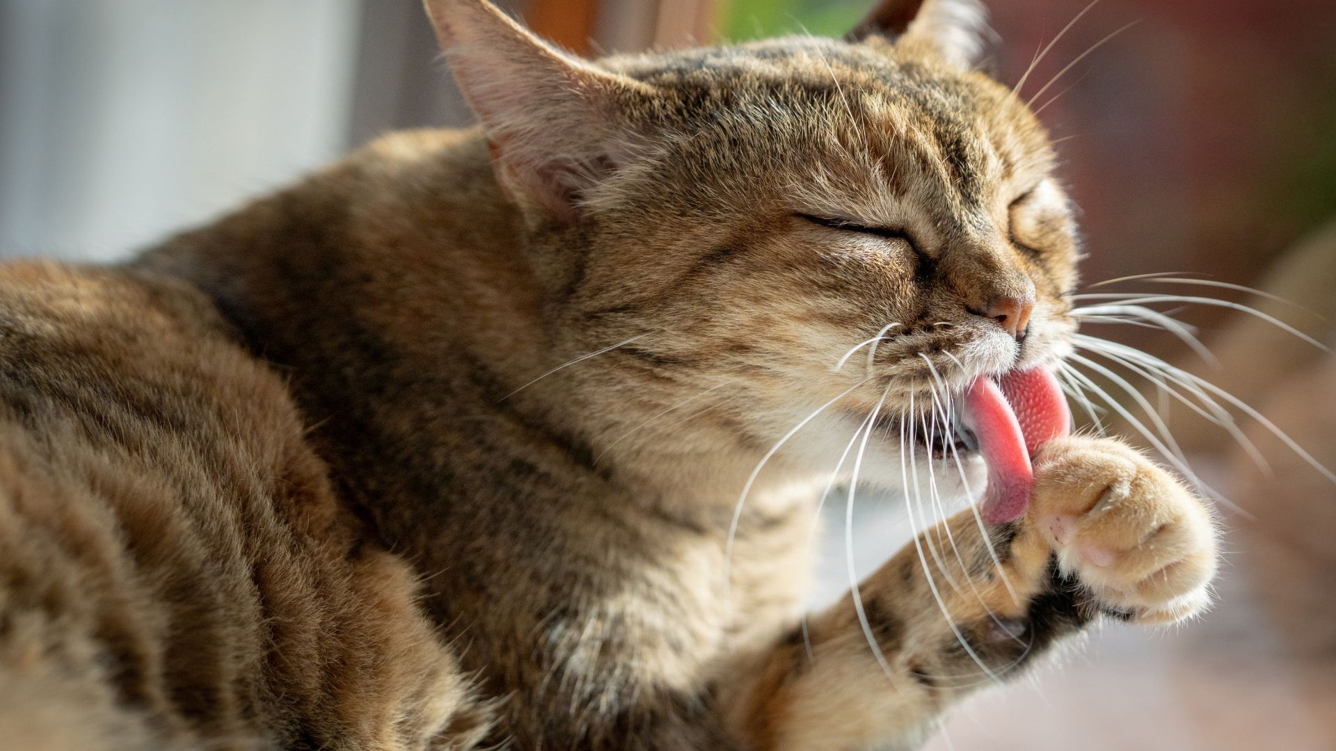 5 Essential Spring Cleaning Tips When Selling a Home with Pets