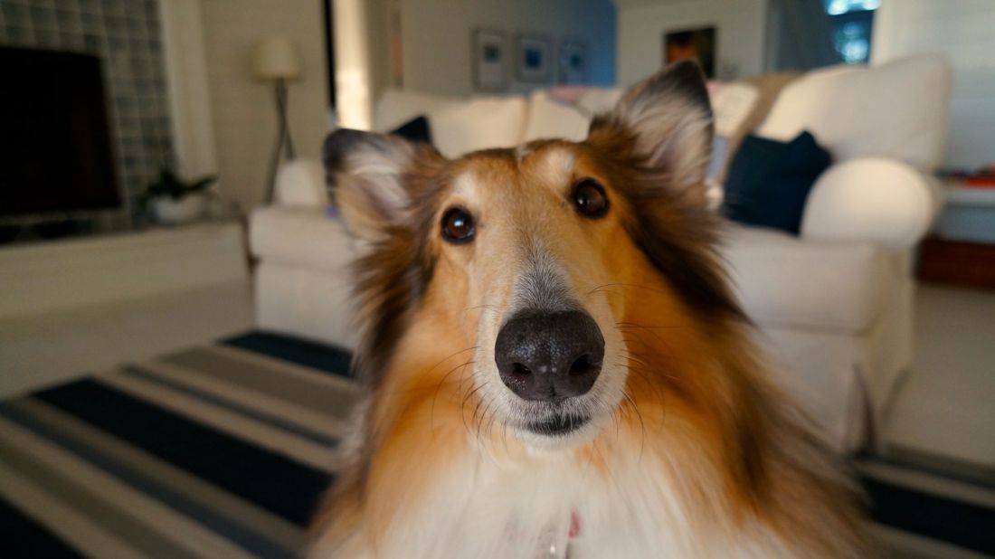 Keeping Your Home Ready to Show When You Have Pets