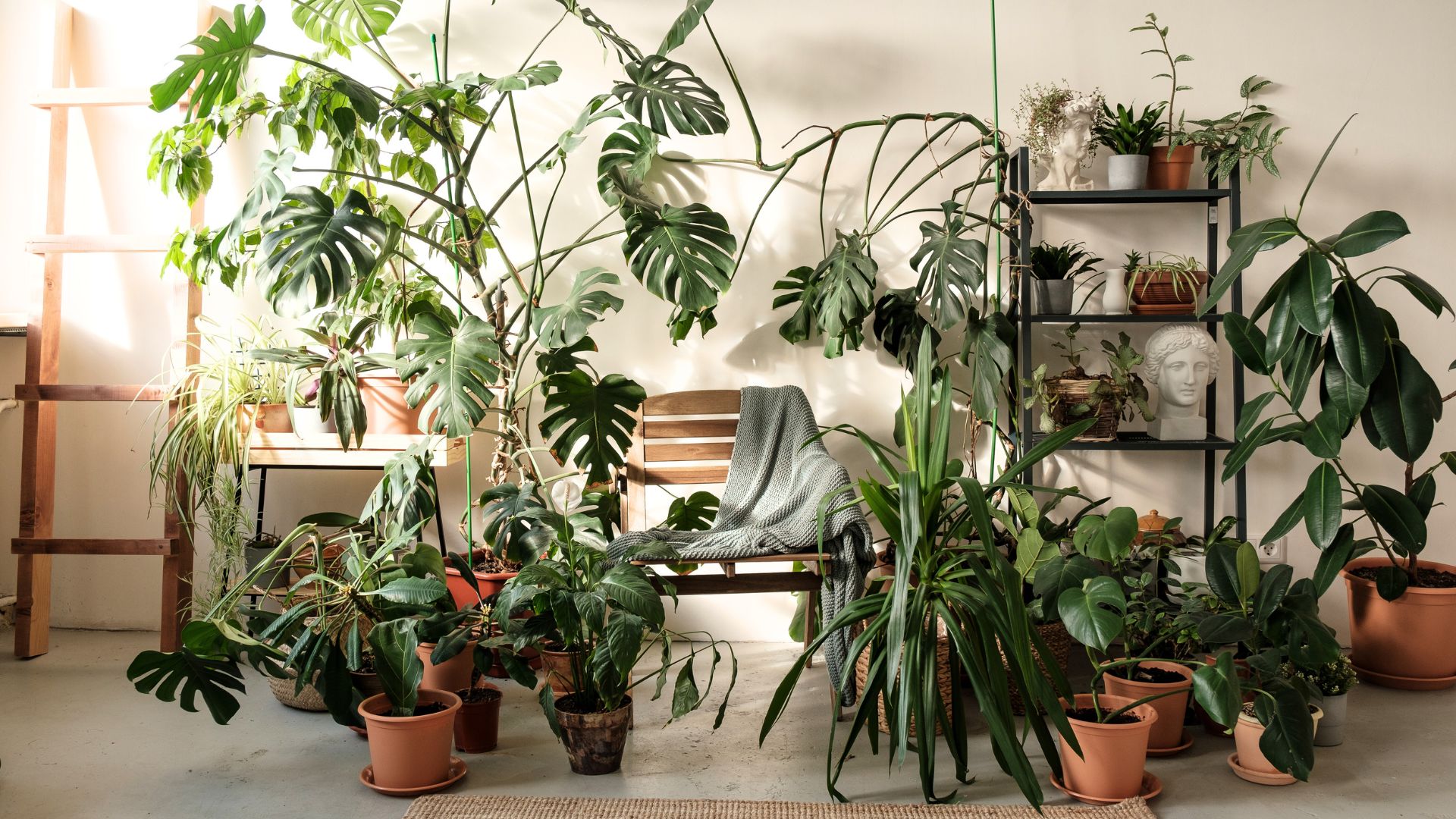 10 Must-Have Houseplants: Adding Oxygen and Vibes