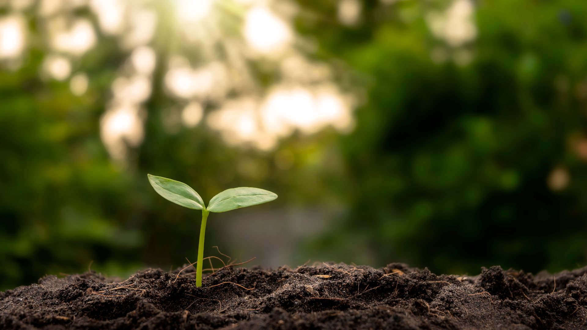 5 Eco-Friendly Ideas for a More Sustainable Home