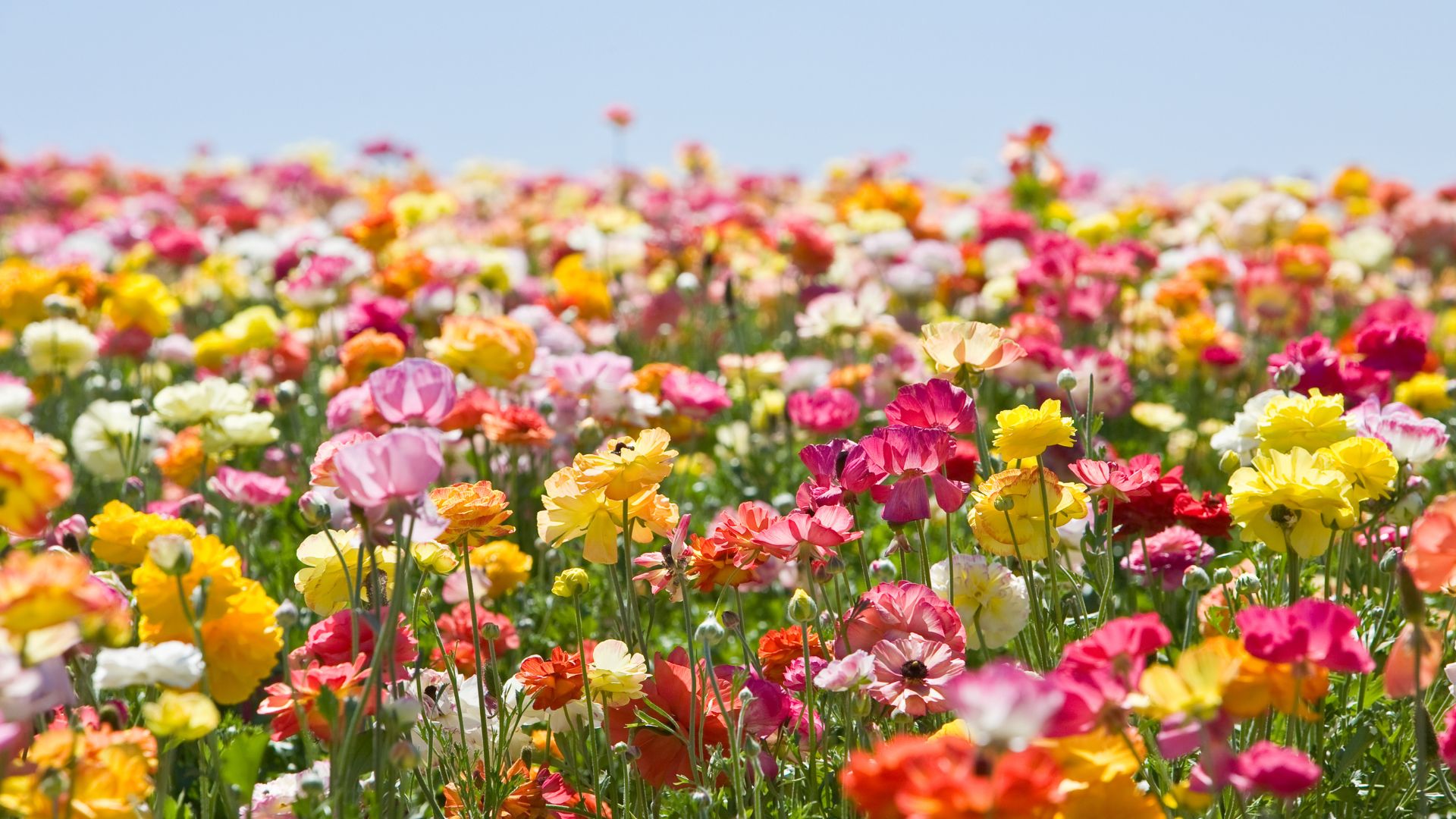 Gardening Tips To Level Up Your Home’s Curb Appeal