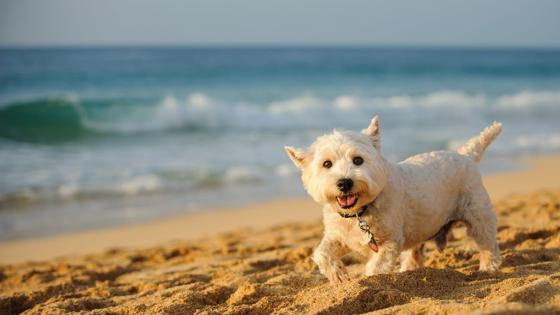 Taking Your Pet to the Cabin This Summer